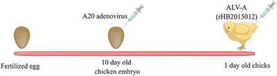 Enhanced pathogenicity by up-regulation of A20 after avian leukemia subgroup a virus infection